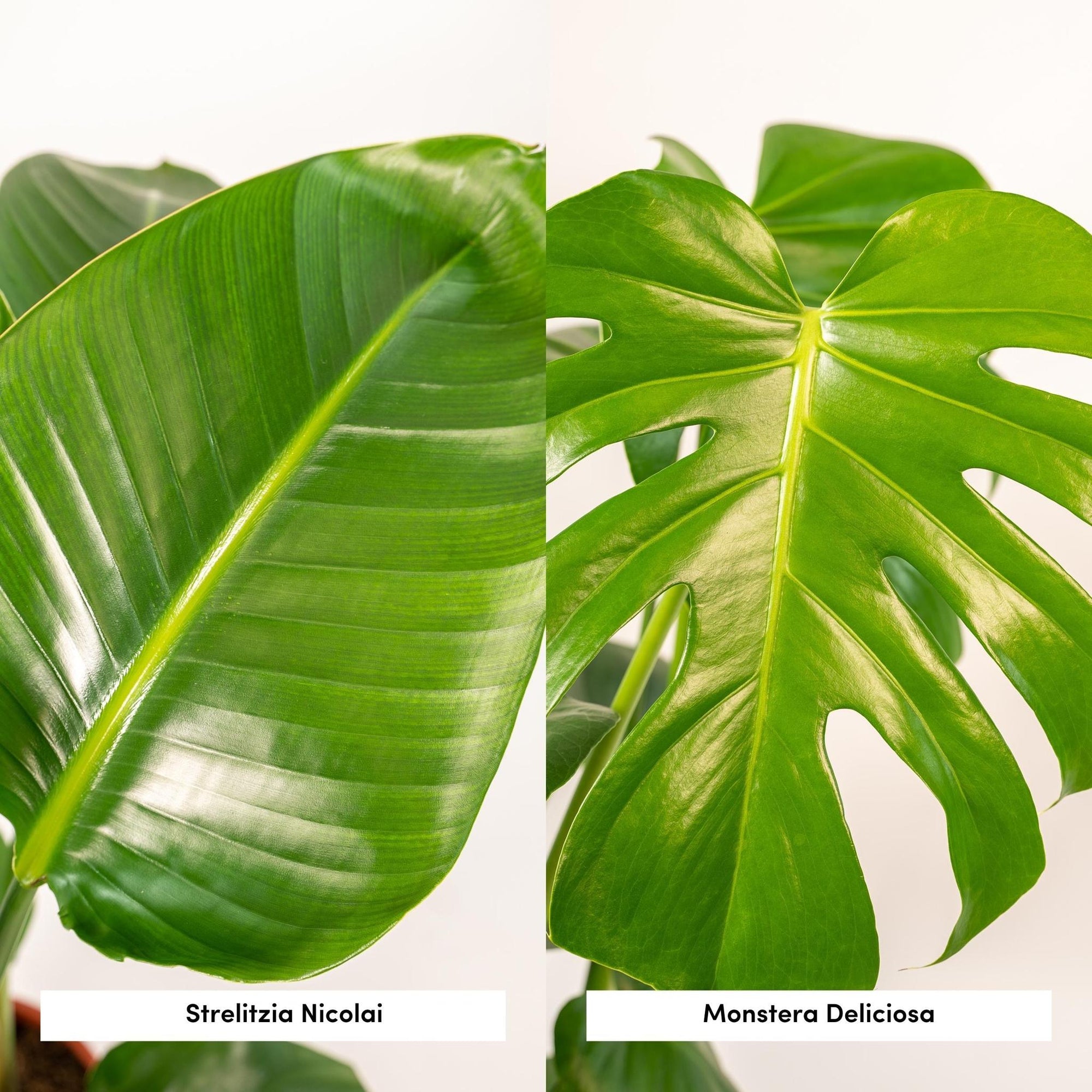 Strelitzia Nicolai - ↨85cm - Ø19cm + Monstera Deliciosa - ↨75cm - Ø21cm