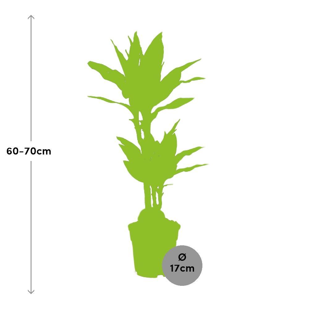 Ø17cm - ↕70cm