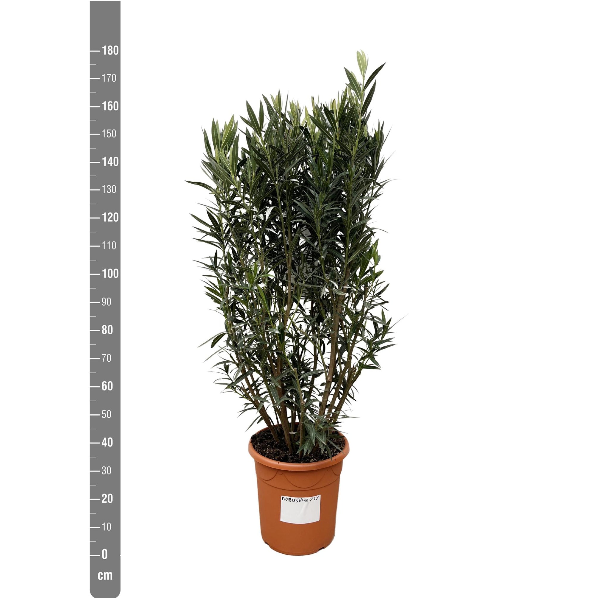 Nerium Oleander struik - 180cm- Ø40