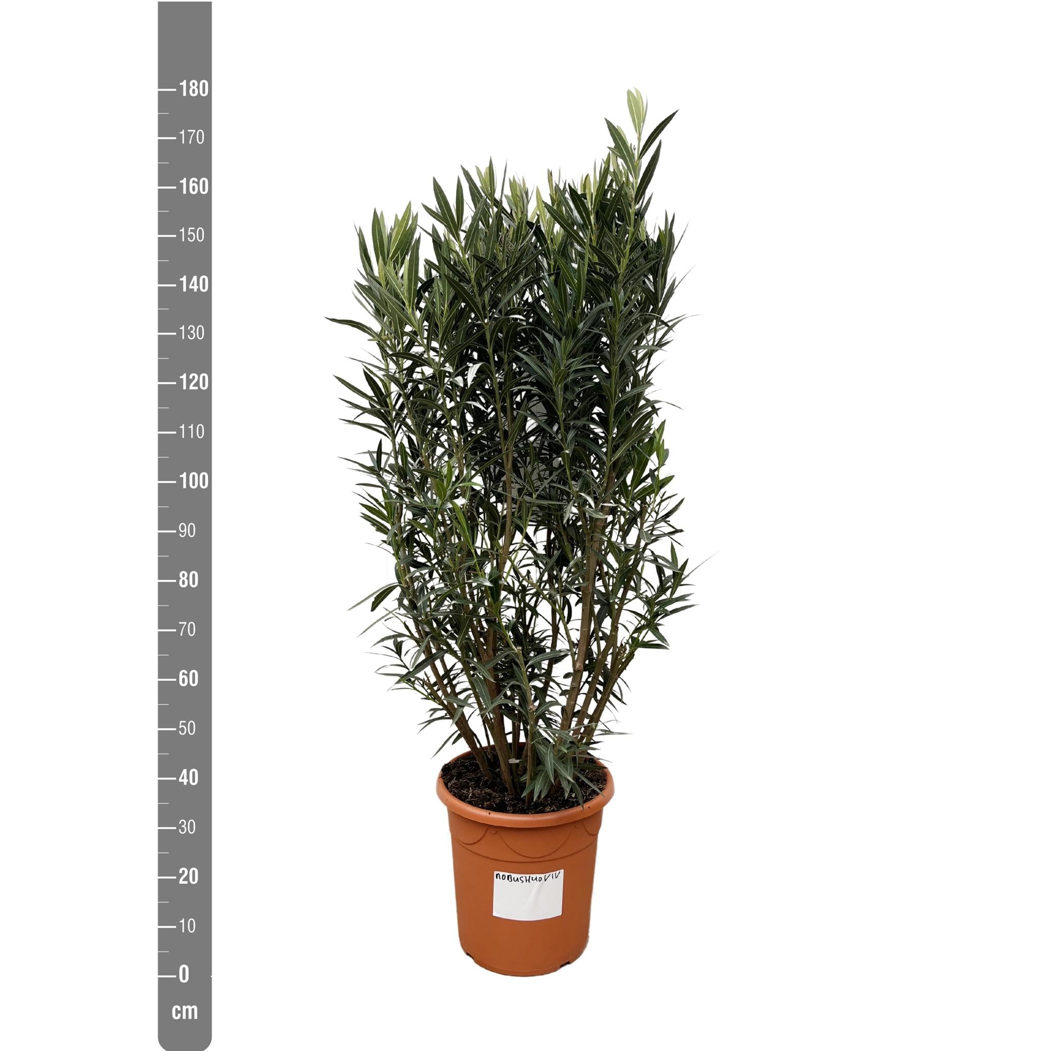 Nerium Oleander struik - 180cm- Ø40