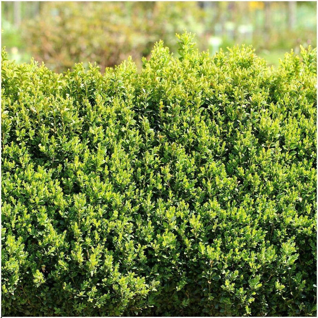 1 meter Buxus Sempervirens haag - ↕ 20 cm - 6 x Ø12 cm