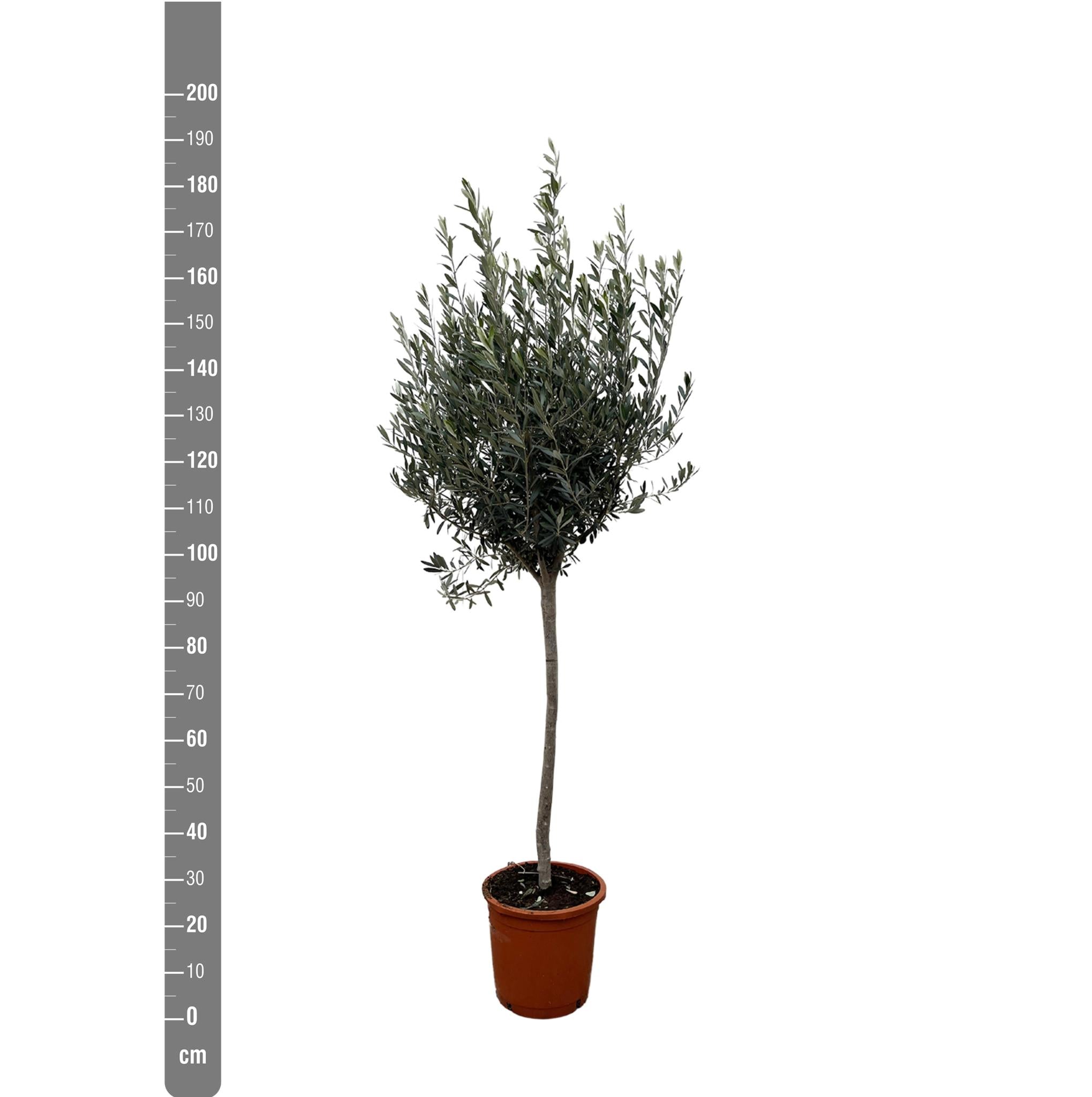 Olea Europaea op stam - 180cm- Ø30