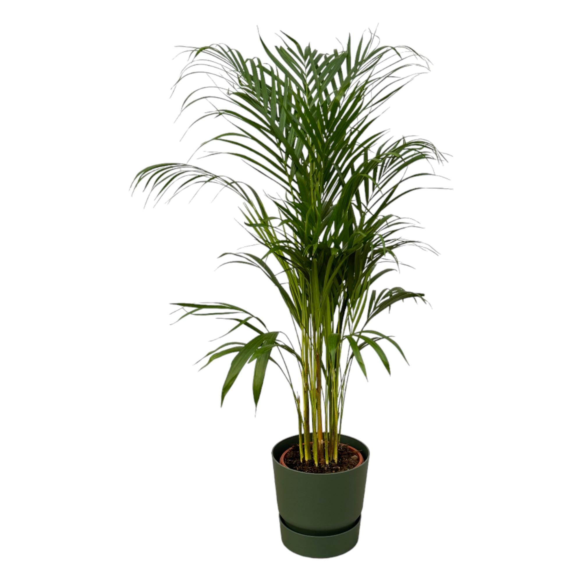 Areca palm - ↨110cm - Ø21cm inclusief elho Greenville Round groen D24xH23