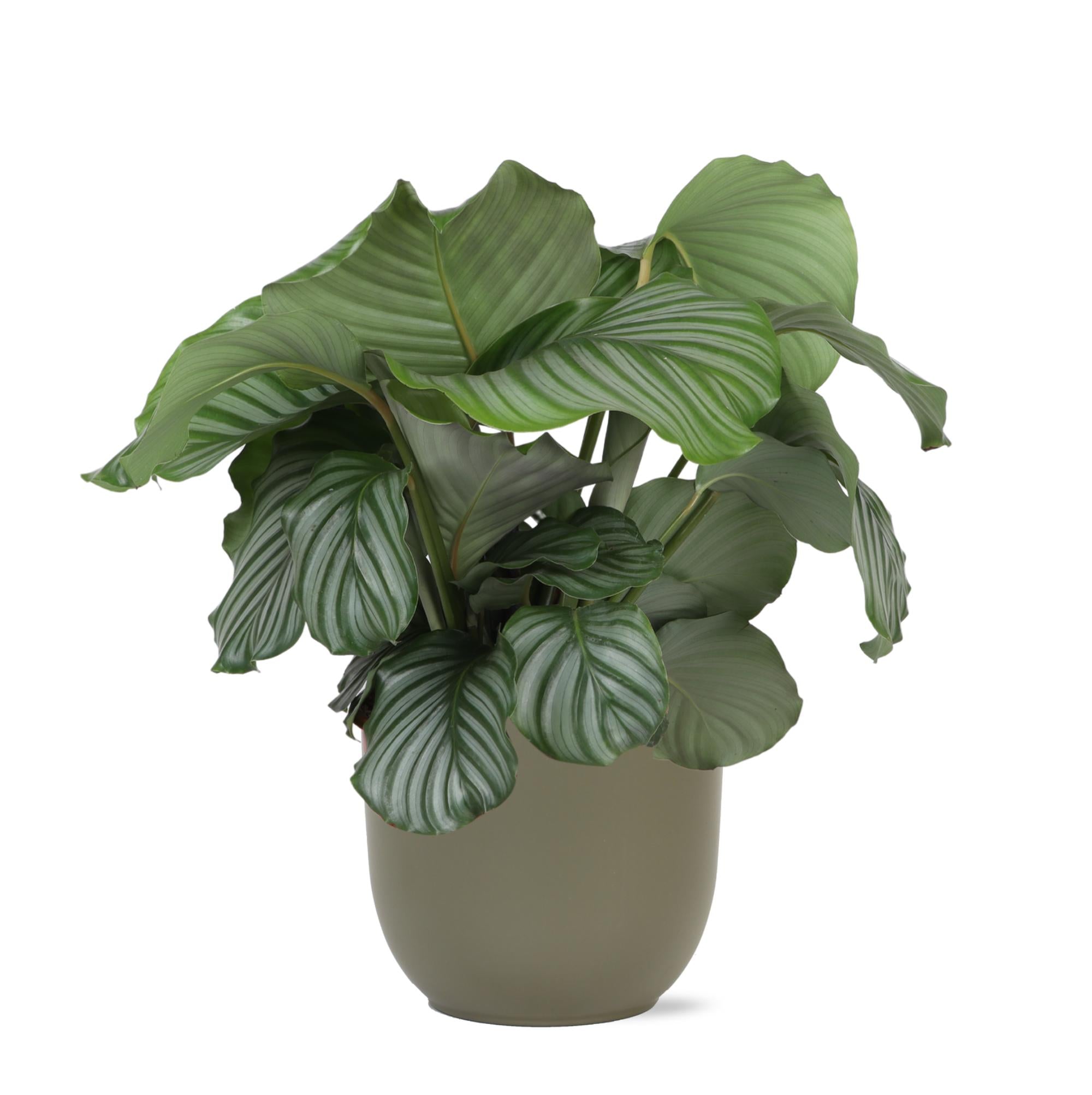 Calathea Orbifolia Ø21cm - ↕70cm in Boule OLIJF pot