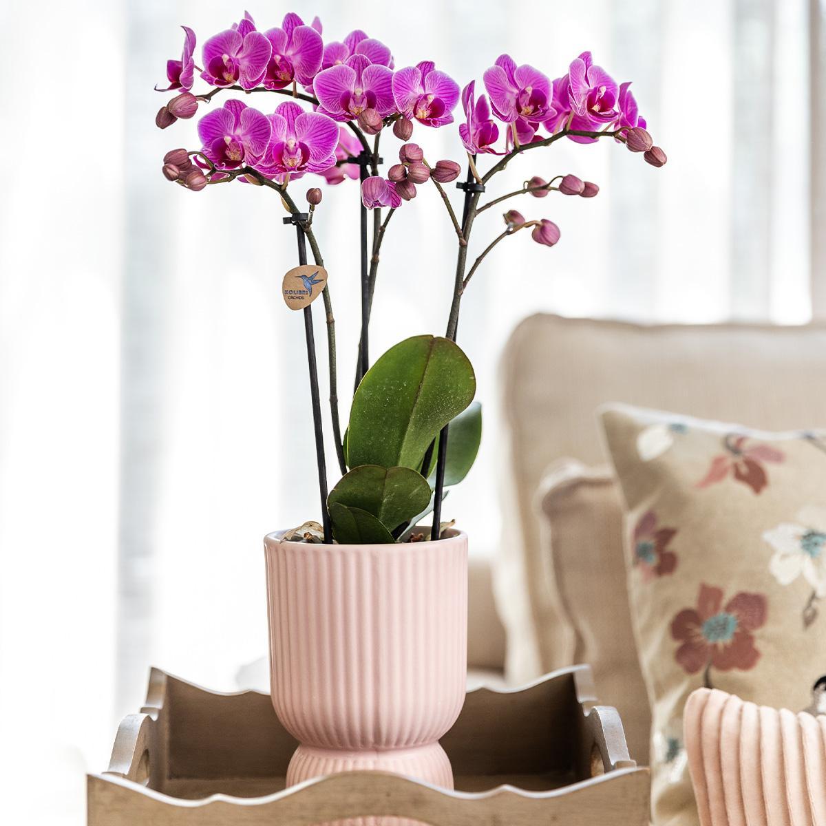 Kolibri Orchids | Roze paarse phalaenopsis orchidee - El Salvador + Diabolo pink - potmaat Ø9cm | bloeiende kamerplant - vers van de kweker