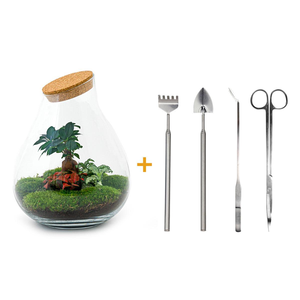 DIY terrarium - Drop XL Bonsai - ↑ 37 cm + Rake + Shovel + Tweezer + Scissors