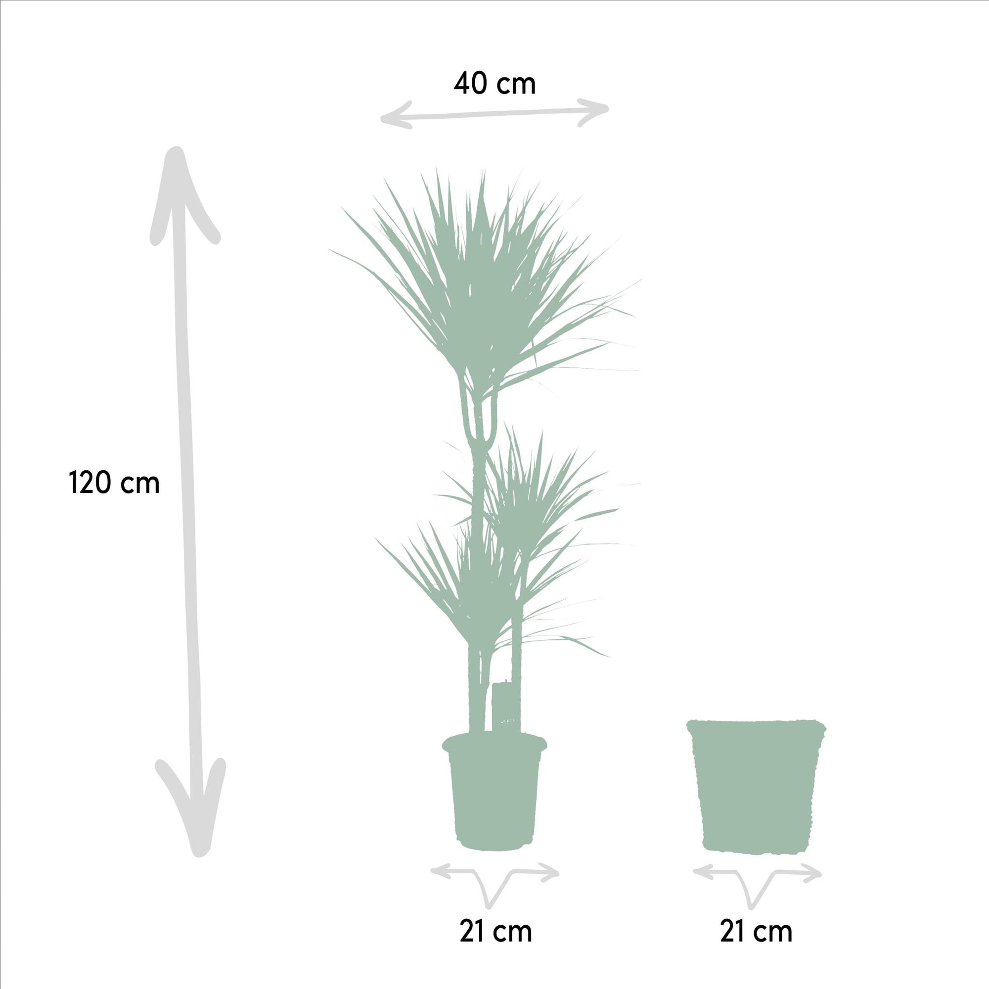 Dracaena met mand - ↨120cm - Ø21cm