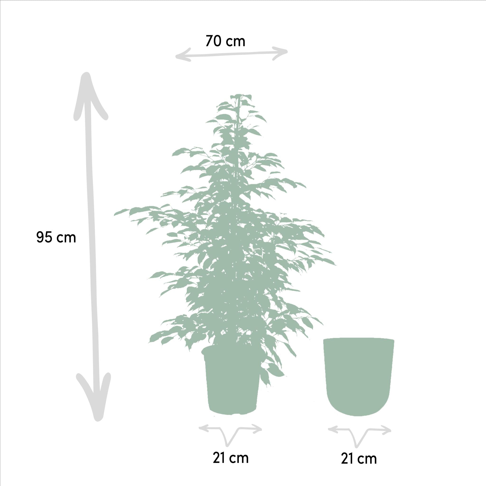 Ficus benjamina Twilight - ↨95cm - Ø21cm + Pot Mayk Lead