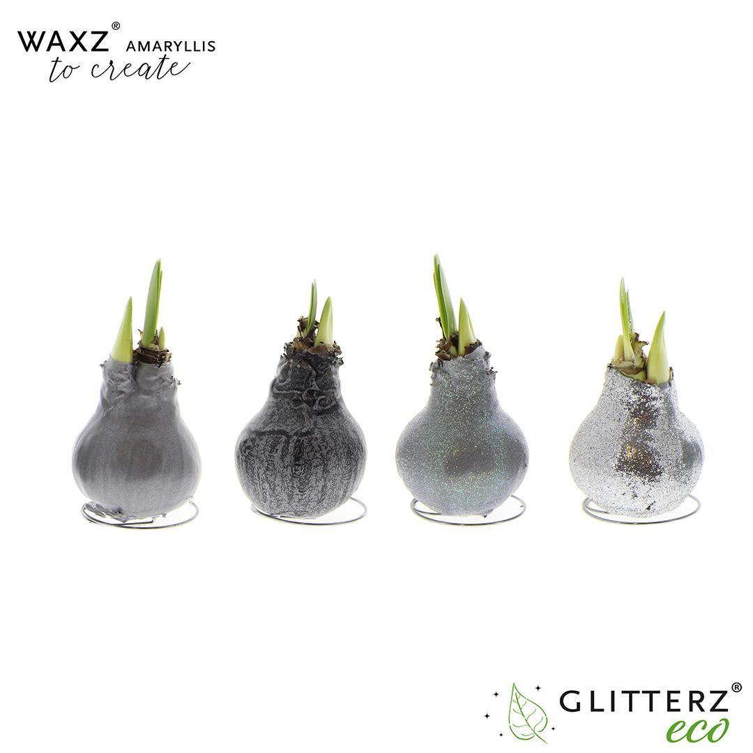 Amaryllis Waxz To Create Silver - 4 stuks - Ø7 cm - ↕15 cm