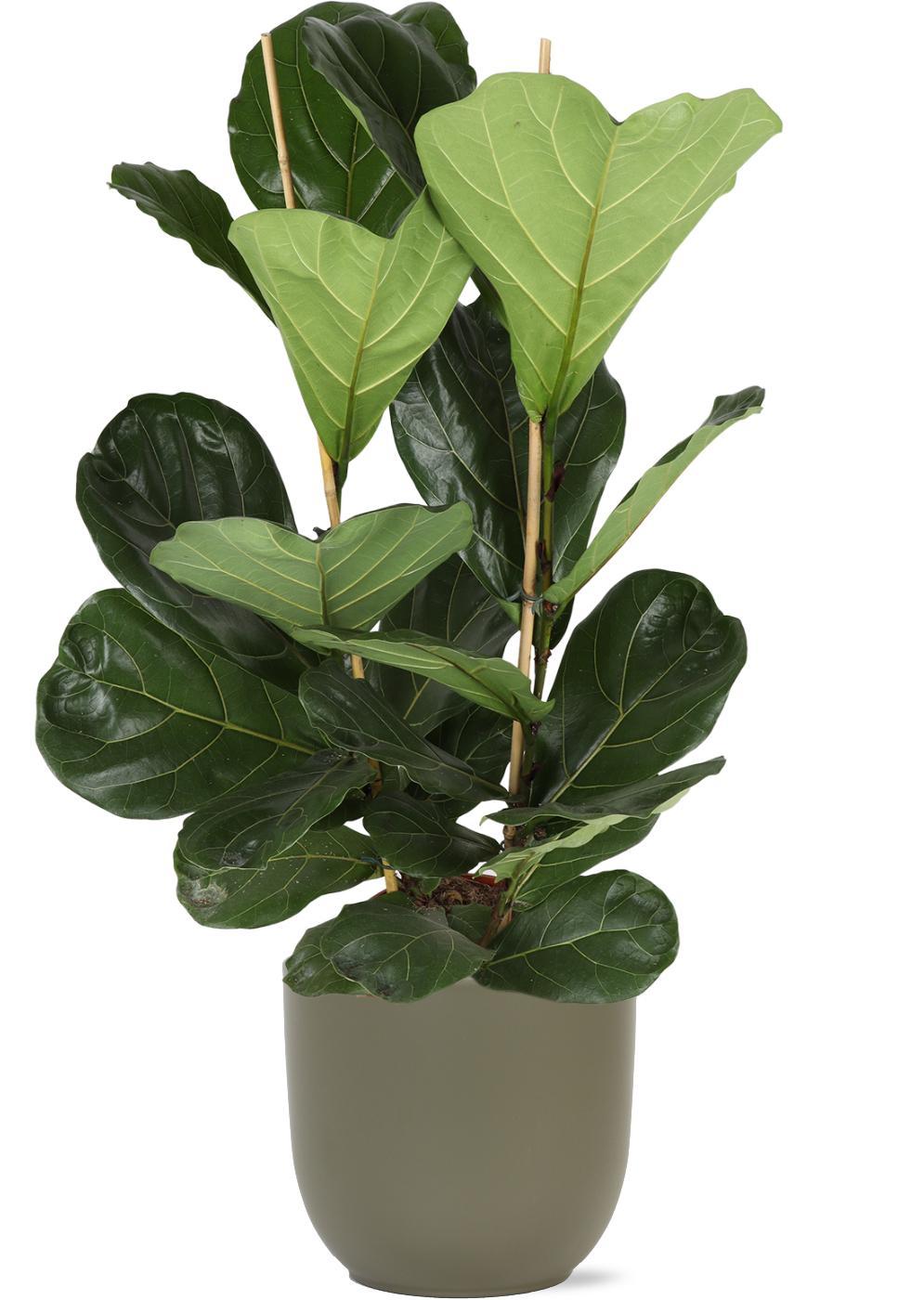 Ficus Lyrata - Ø24cm - ↕120cm in Boule OLIJF pot