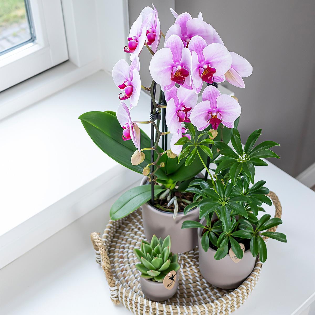 Kolibri Orchids | roze Phalaenopsis orchidee - Niagara Fall  - potmaat Ø12cm | bloeiende kamerplant - vers van de kweker