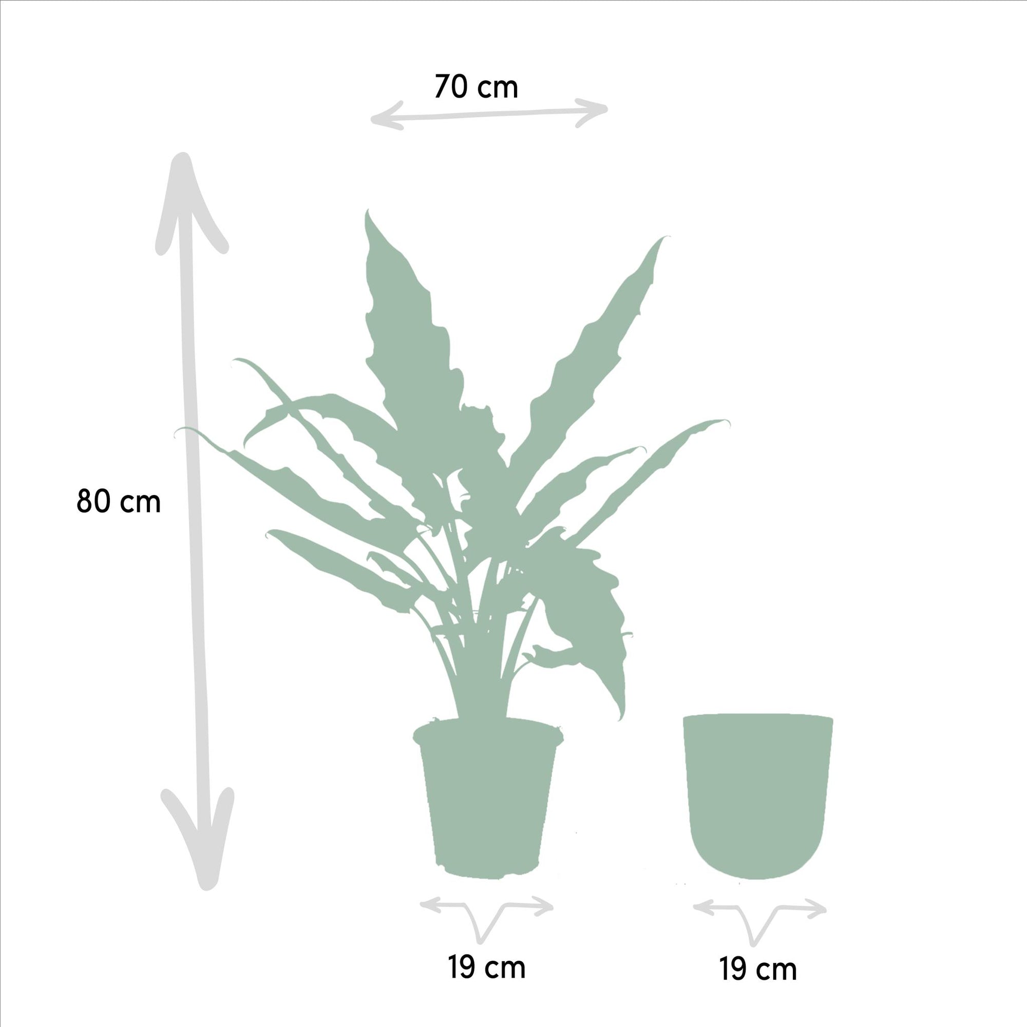 Alocasia Lauterbachiana - ↨80cm - Ø19cm + Pot Mayk Gold