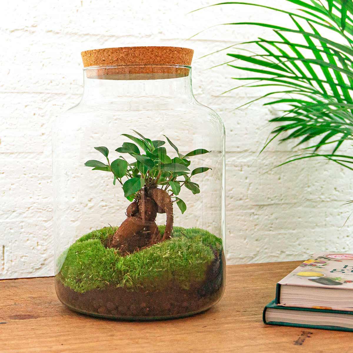 DIY terrarium - Milky met bonsai - ↑ 30 cm + Rake + Shovel + Tweezer + Scissors