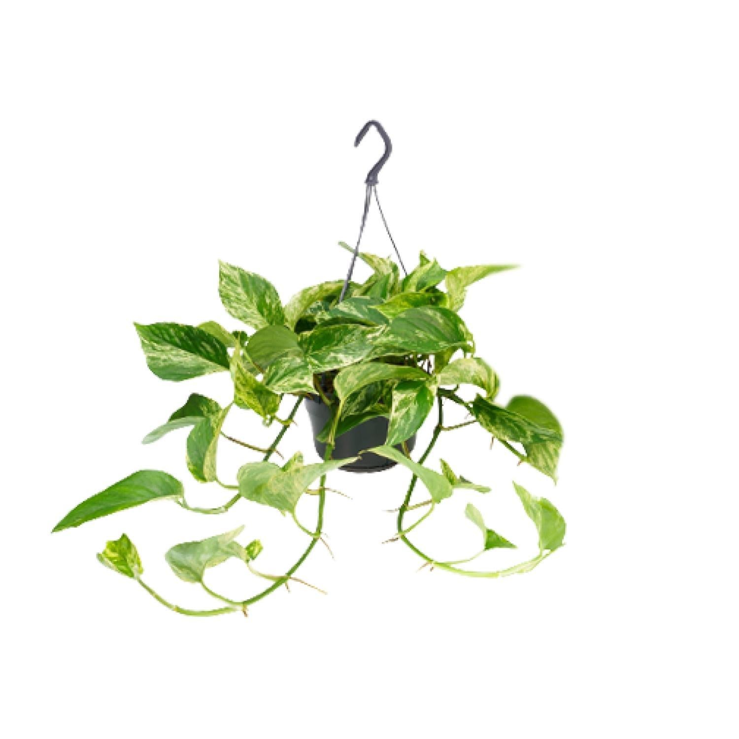 Epipremnum Marble Queen - Scindapsus - 25cm - Ø15