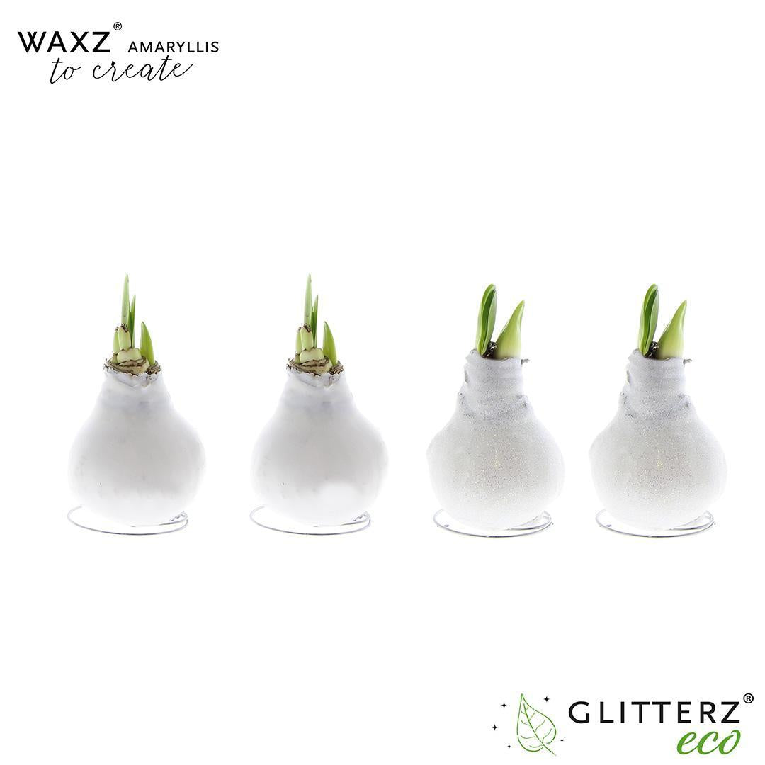 Amaryllis Waxz To Create White - 4 stuks - Ø7 cm - ↕15 cm