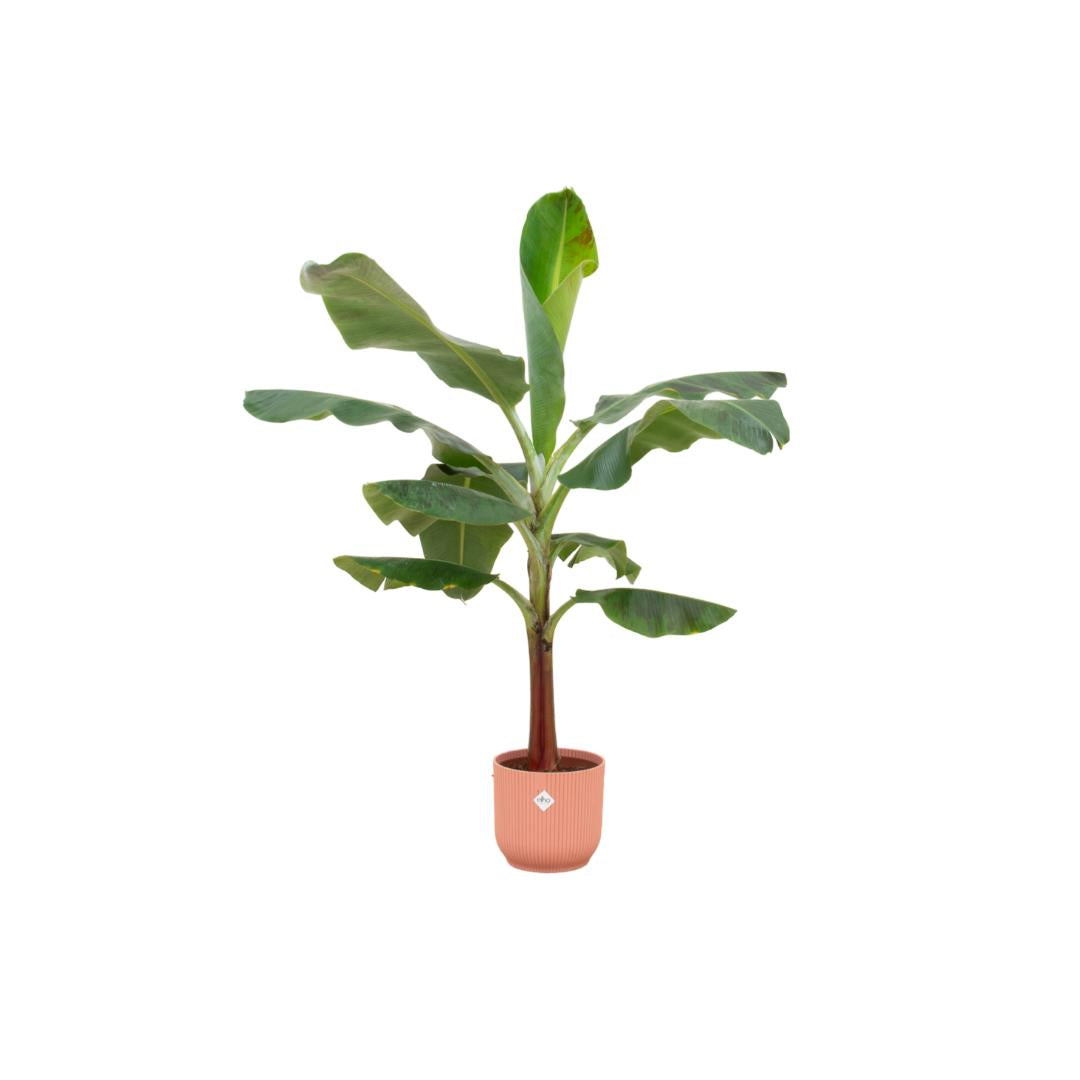 Combi deal - Bananenplant (Musa) inclusief elho Vibes Fold Round roze Ø22 - 120 cm