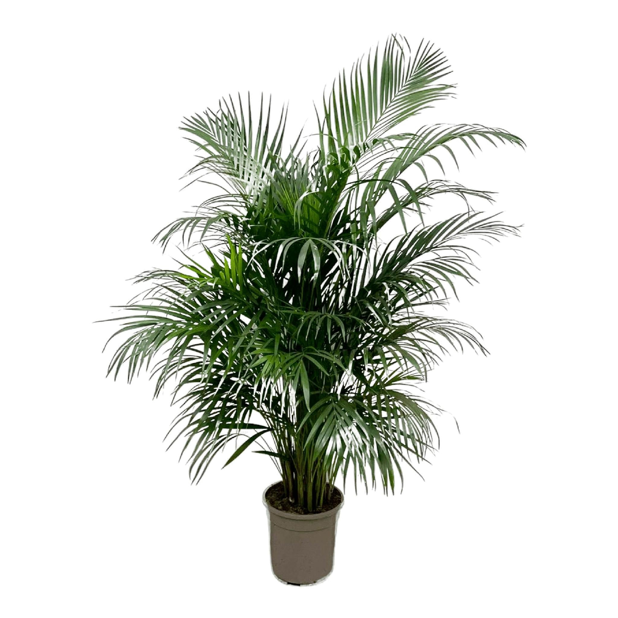 Dypsis Lutescens (Areca palm) 160 cm - ø24