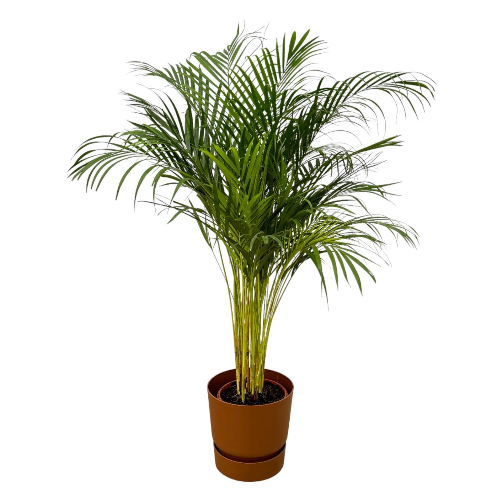 Areca palm - ↨130cm - Ø24cm inclusief elho Greenville Round bruin D30xH28