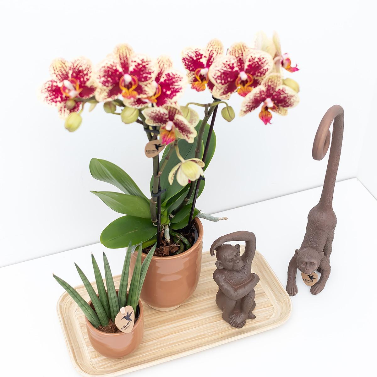 Kolibri Orchids | Plantenset Colonial green congnac small| Groene planten met Phalaenopsis orchidee in Colonial green cognac sierpotten en bamboe dienblad