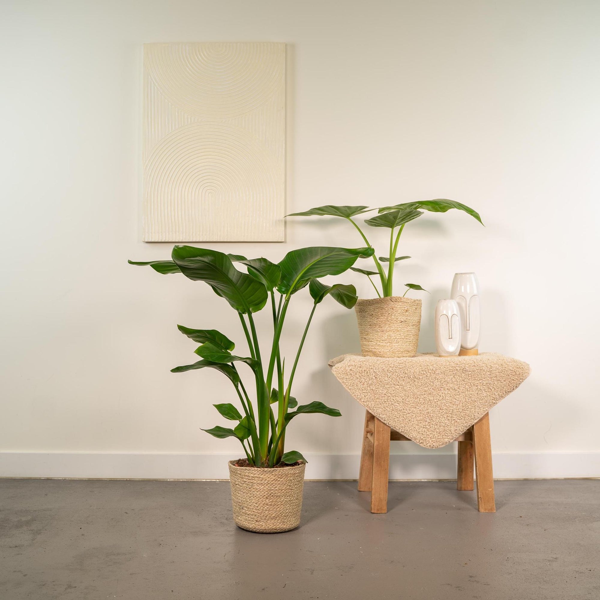 Strelitzia Nicolai - ↨85cm - Ø19cm + Alocasia Macrorrhiza - ↨70cm - Ø19cm + Incl. Mand Selin