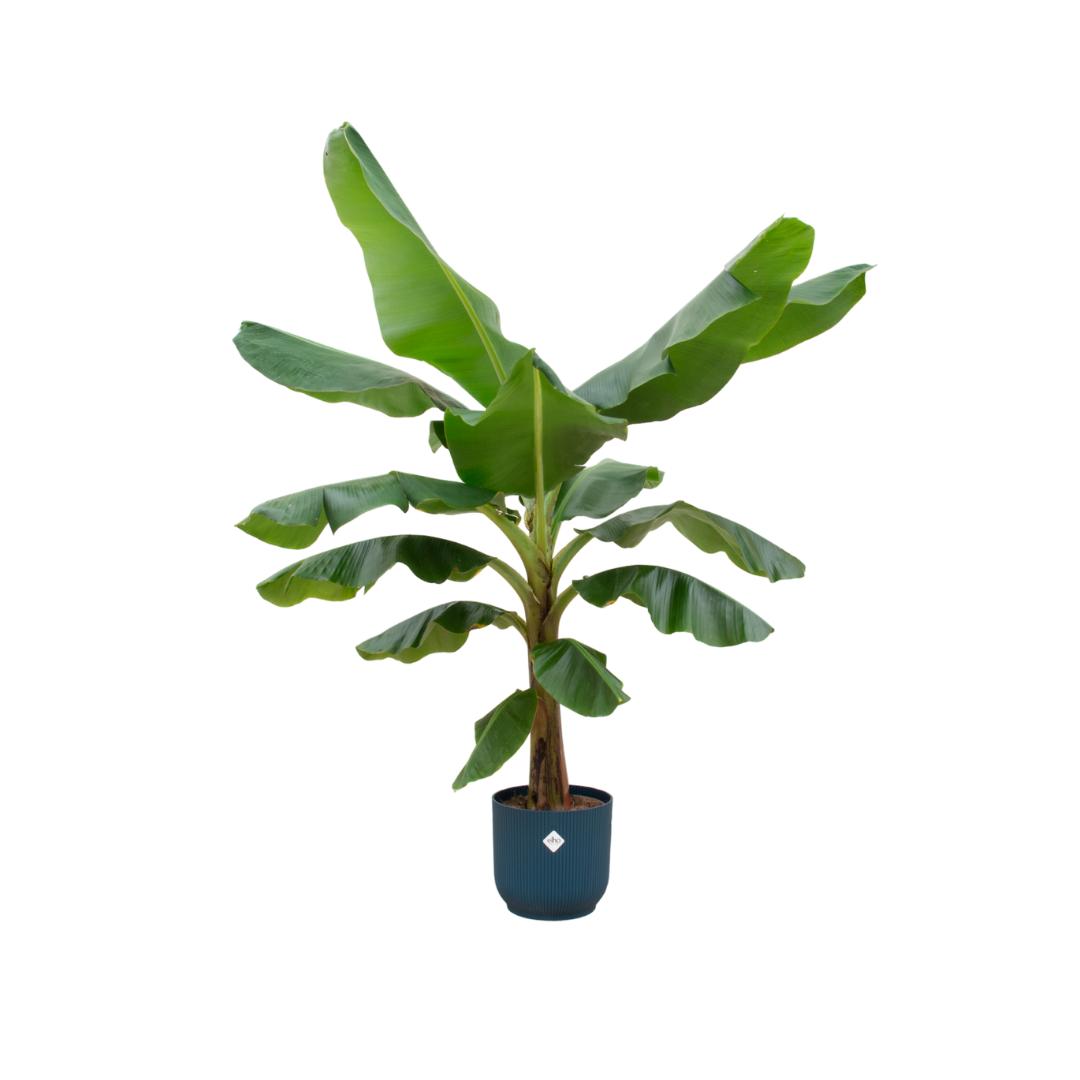 Combi deal - Bananenplant (Musa) inclusief elho Vibes Fold Round blauw Ø30 - 180 cm