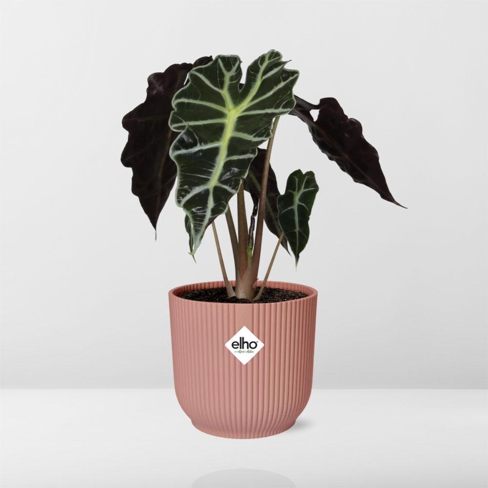 Alocasia ‘Polly’ in ELHO Vibes Fold 14cm roze