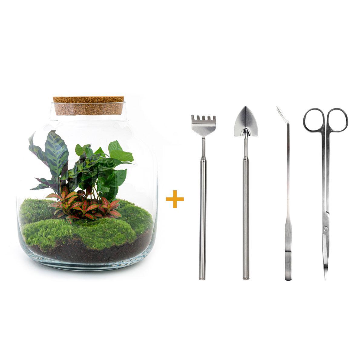DIY terrarium - Billie Botanical - ↑ 30 cm + Rake + Shovel + Tweezer + Scissors