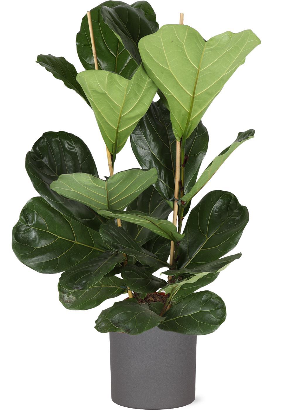 Ficus Lyrata - Ø24cm - ↕120cm in ERA antraciet pot