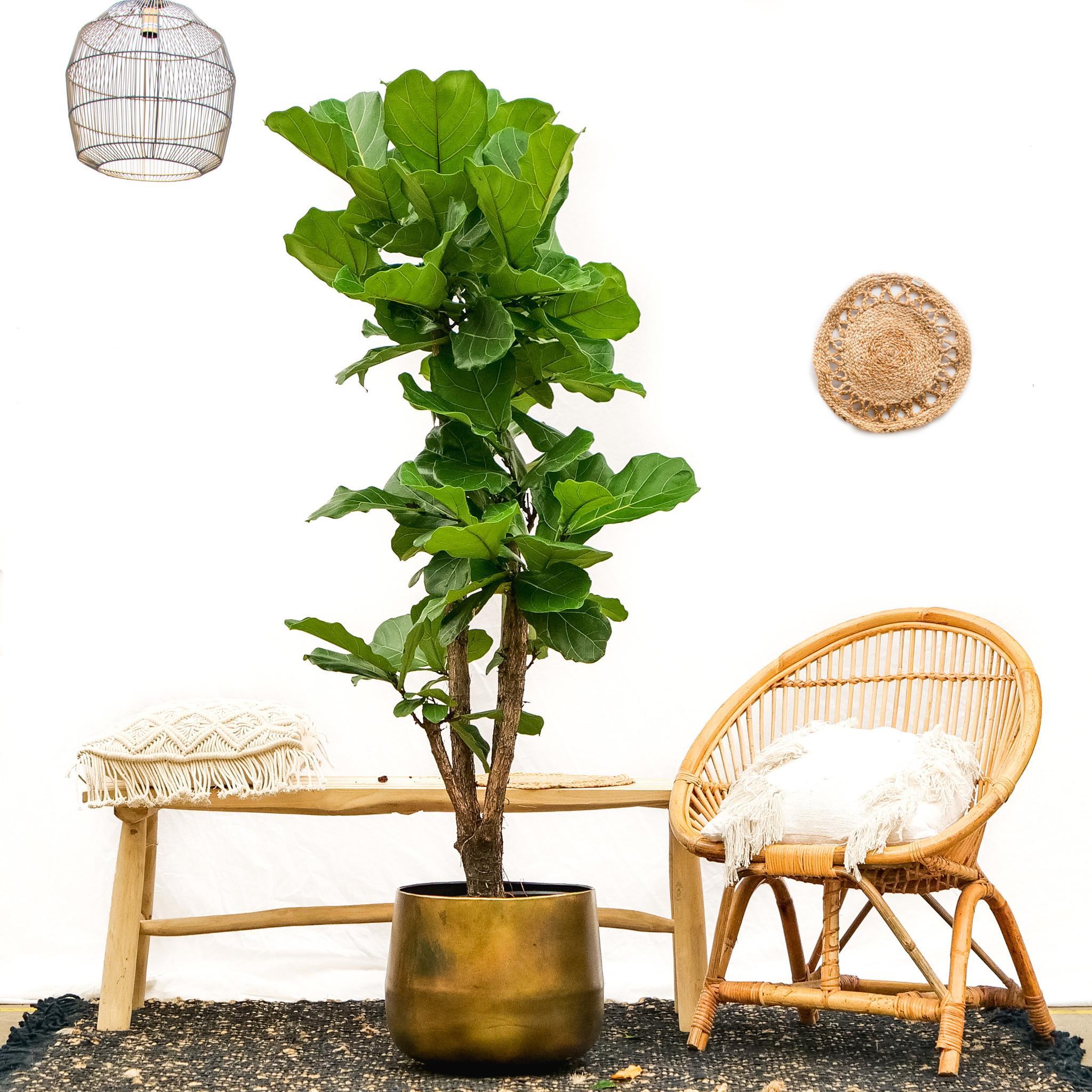 Ficus Lyrata vertakt - 160cm - ø30