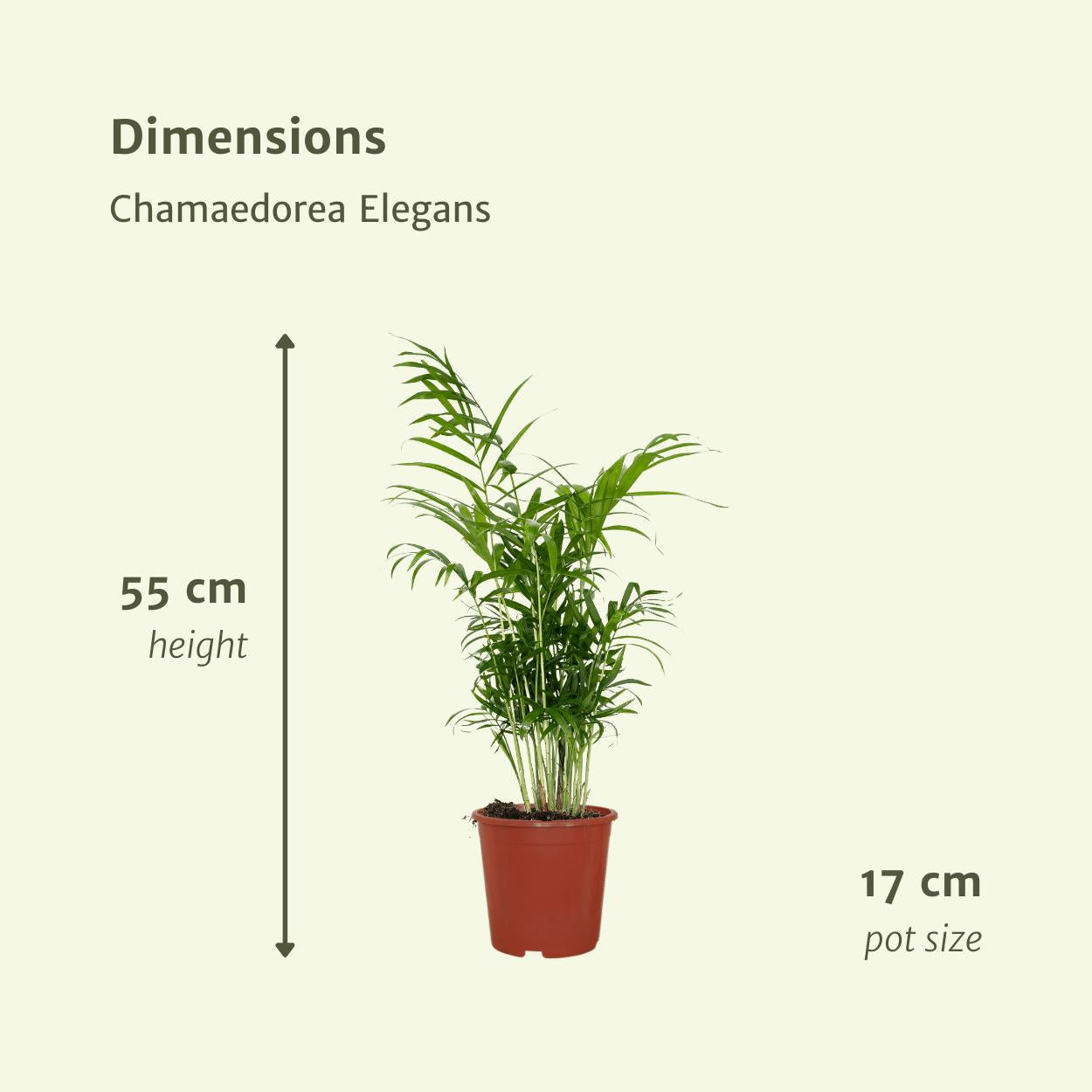 2x Chamaedorea Elegans - Mexicaanse Bergpalm - 55cm - ø17