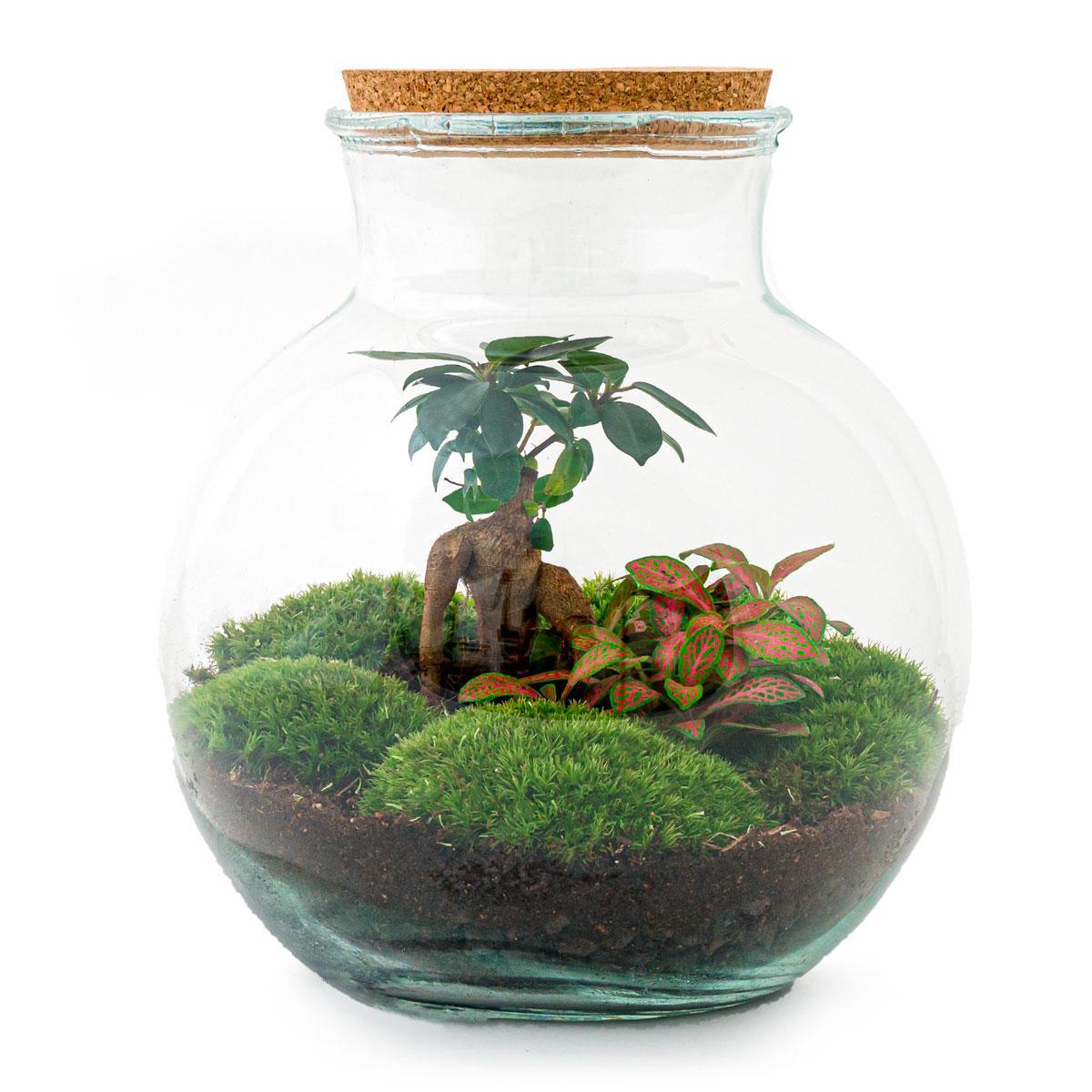 DIY terrarium - Teddy bonsai - ↑ 26,5 cm + Rake + Shovel + Tweezer