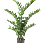 Kunstplant - Zamioculcas - Kamerpalm - 110 cm