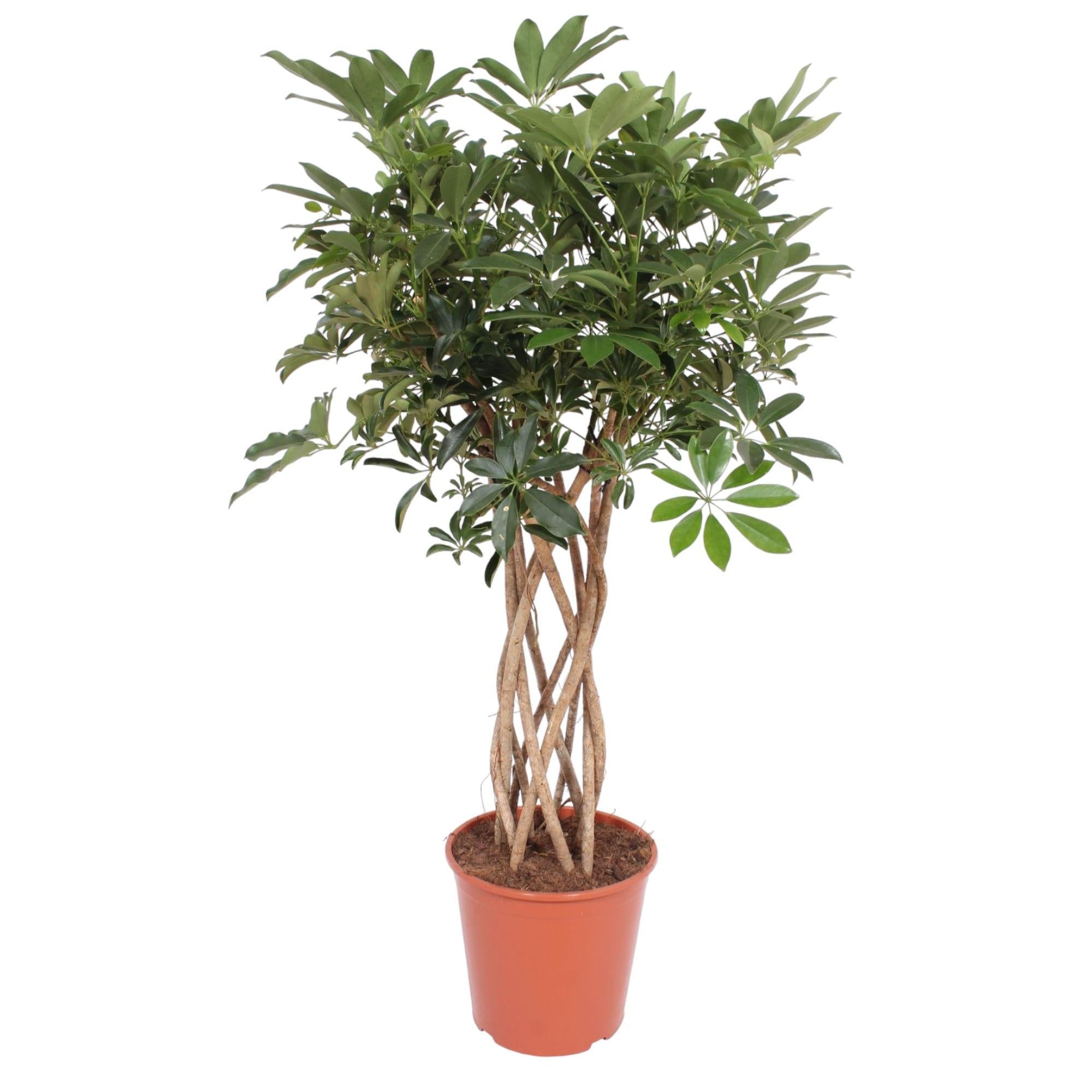 Schefflera Arboricola Compacta gevlochten stam - 140 cm - ø30