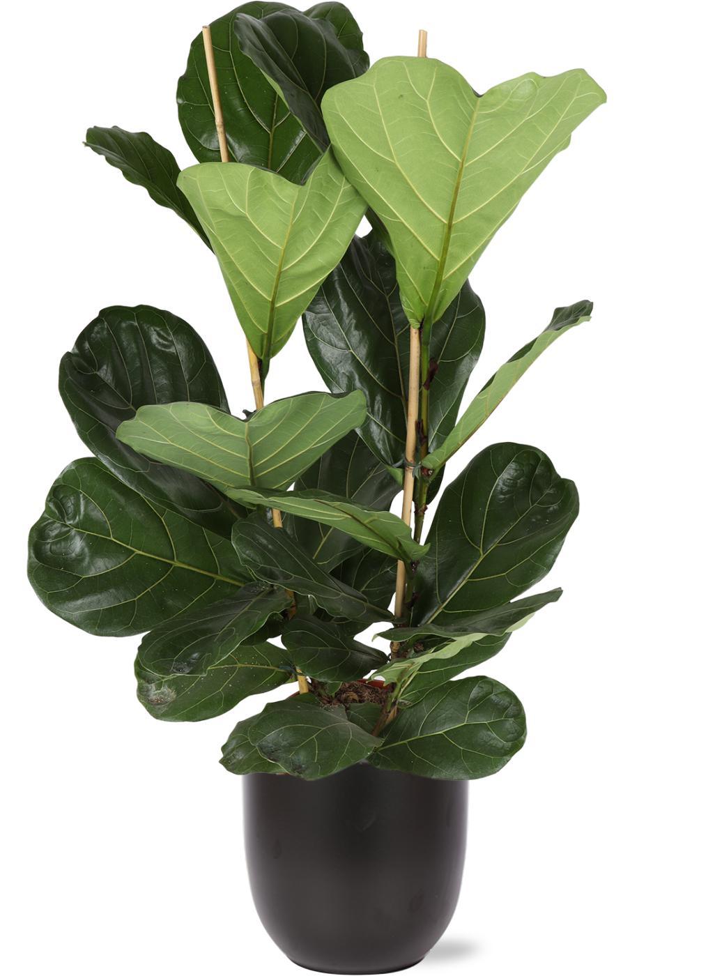 Ficus Lyrata - Ø24cm - ↕120cm in Boule ANTRACIET pot