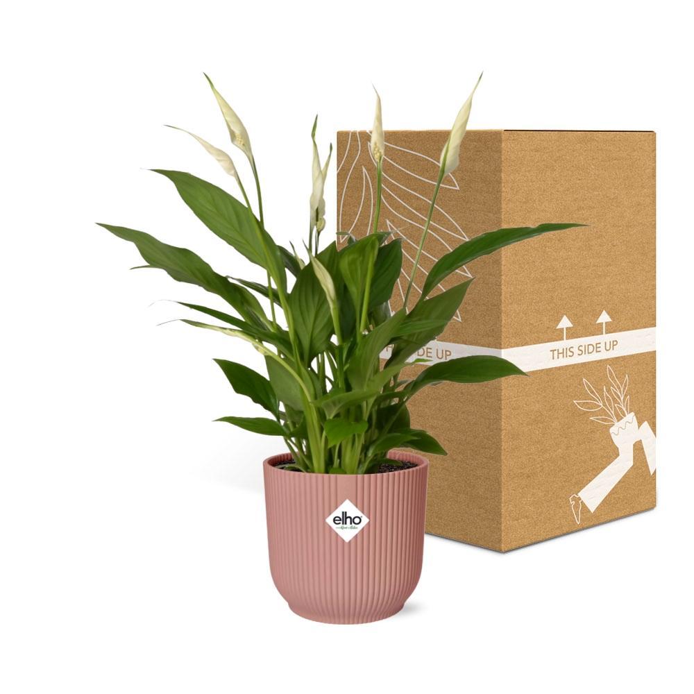 Spathiphyllum 12 Cm Torelli in ELHO Vibes Fold 14cm roze