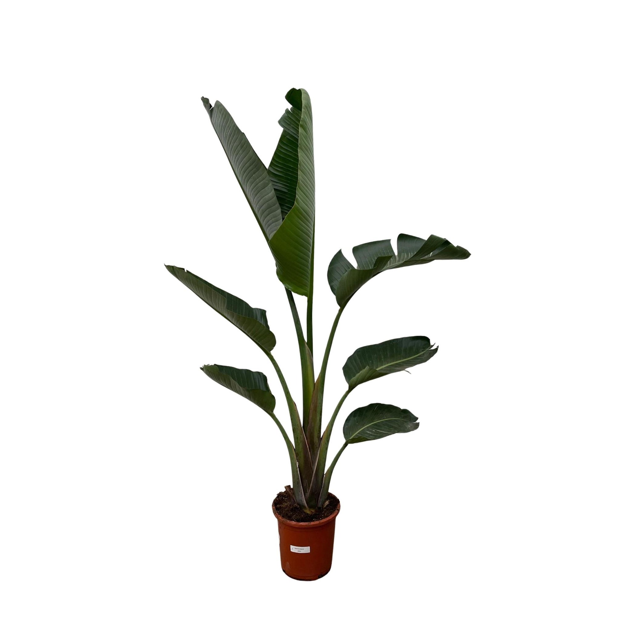 Strelitzia Augusta - 210cm - ⌀30