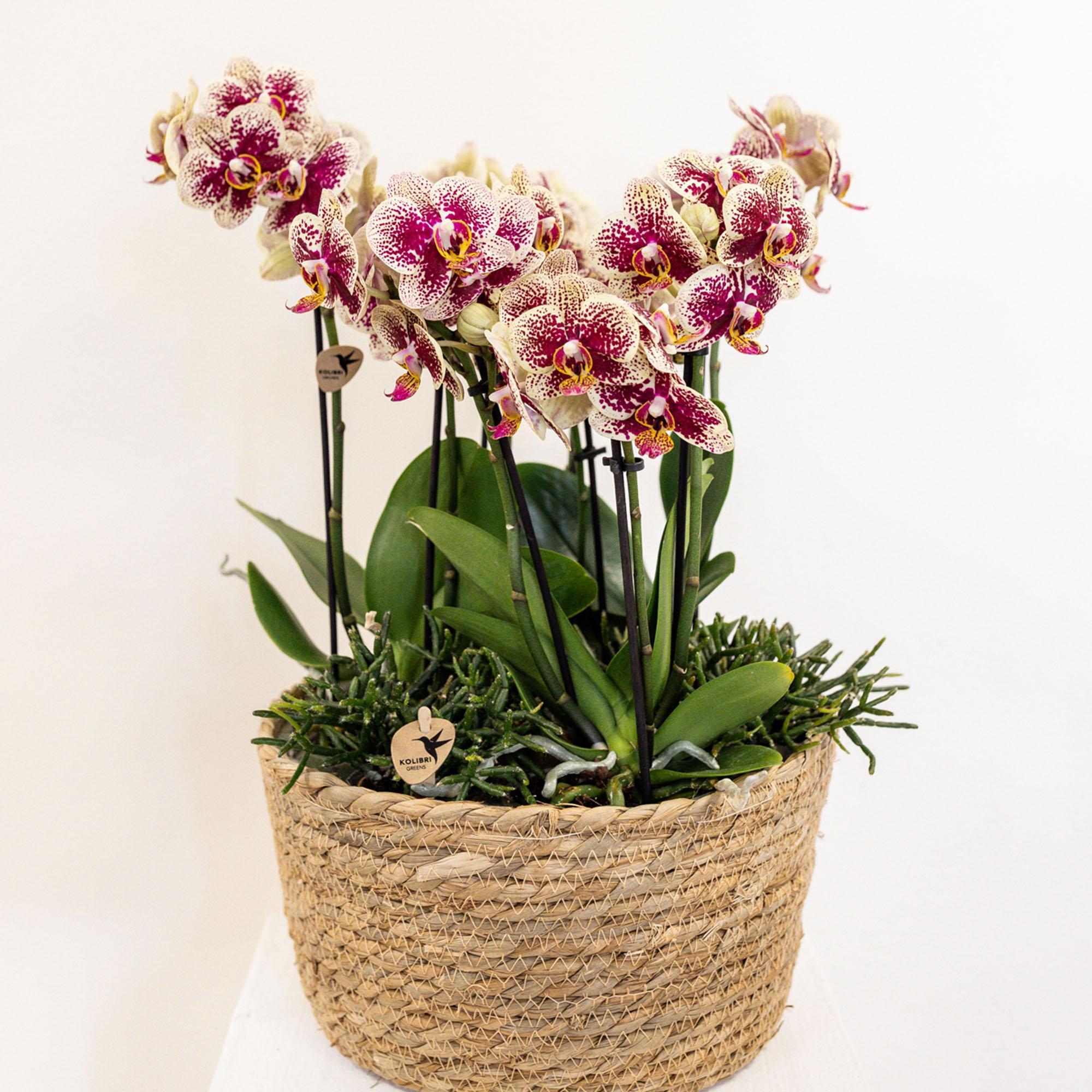 Kolibri Home - Inlay met waterreservoir met watergeeflonten voor orchideeënschaal 3x9 - Jungle Bouquet - watergeefsysteem voor orchideeën Ø25cm