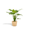 Alocasia Cucullata - ↨65cm - Ø19cm + Mand Selin