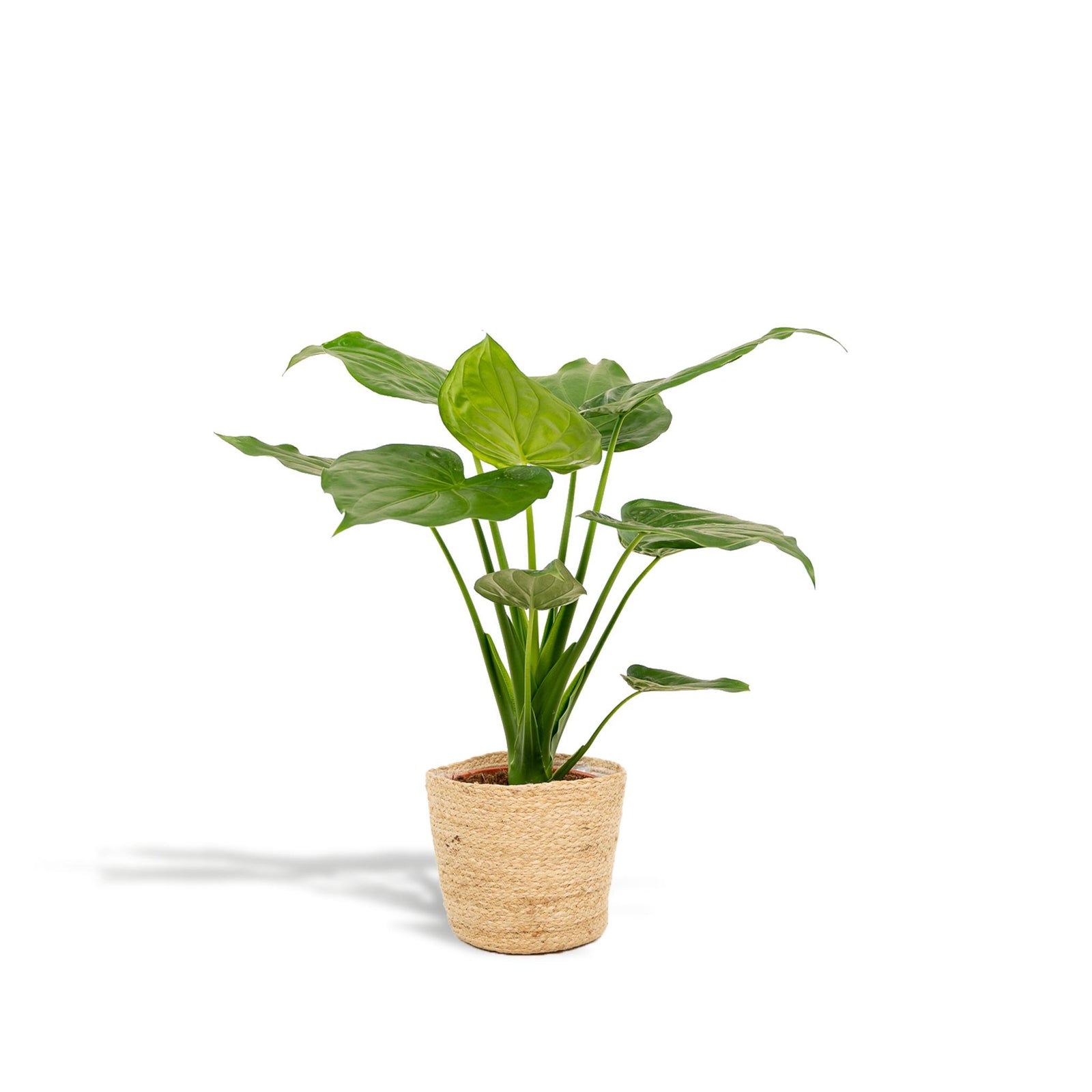 Alocasia Cucullata - ↨65cm - Ø19cm + Mand Selin