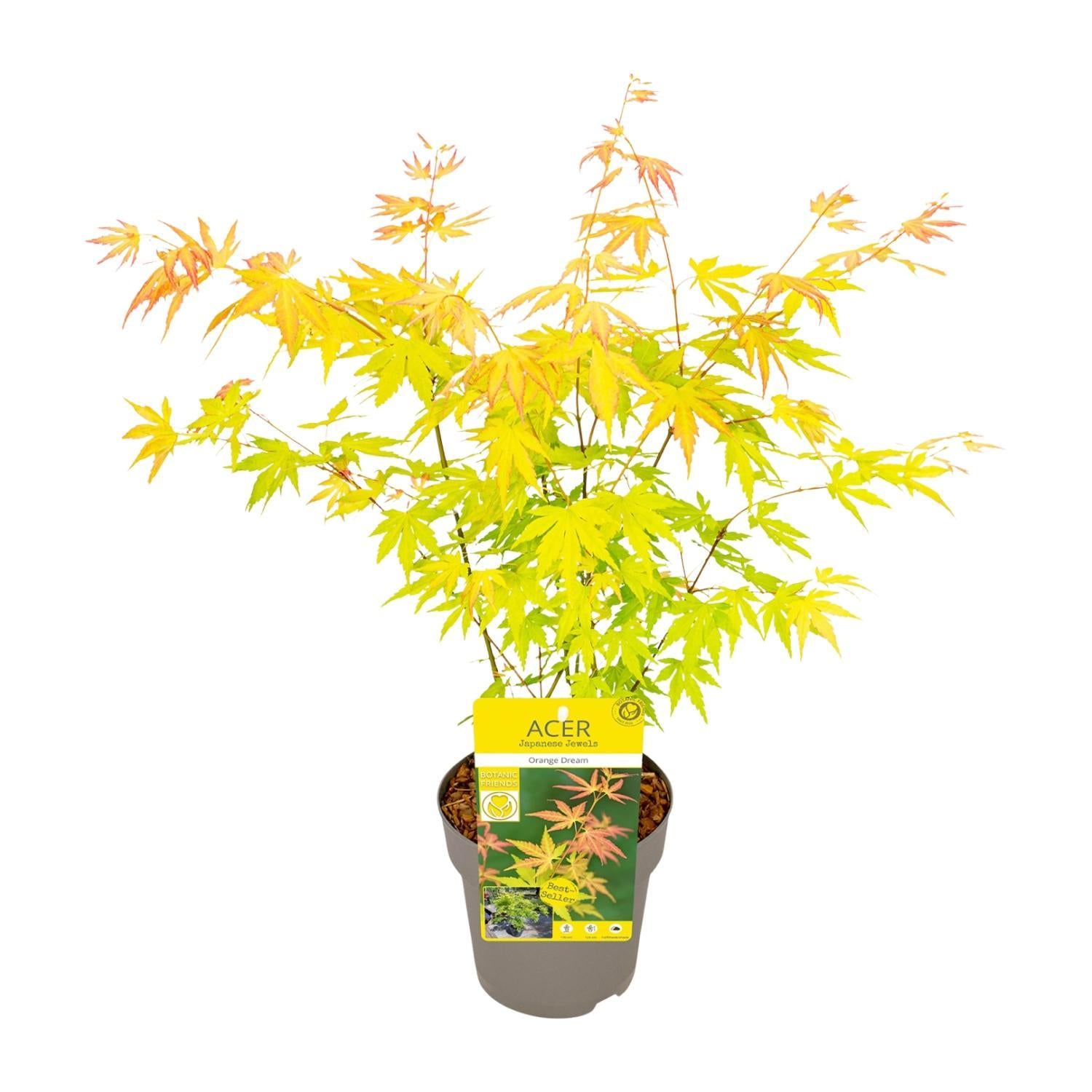 Acer palmatum Orange Dream - Ø15 - ↨30cm