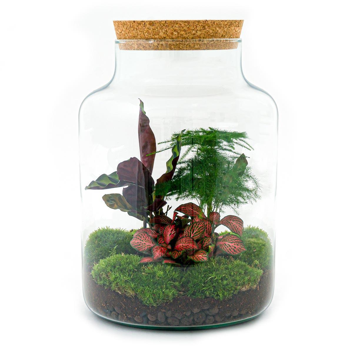 DIY terrarium - Milky - ↑ 30 cm