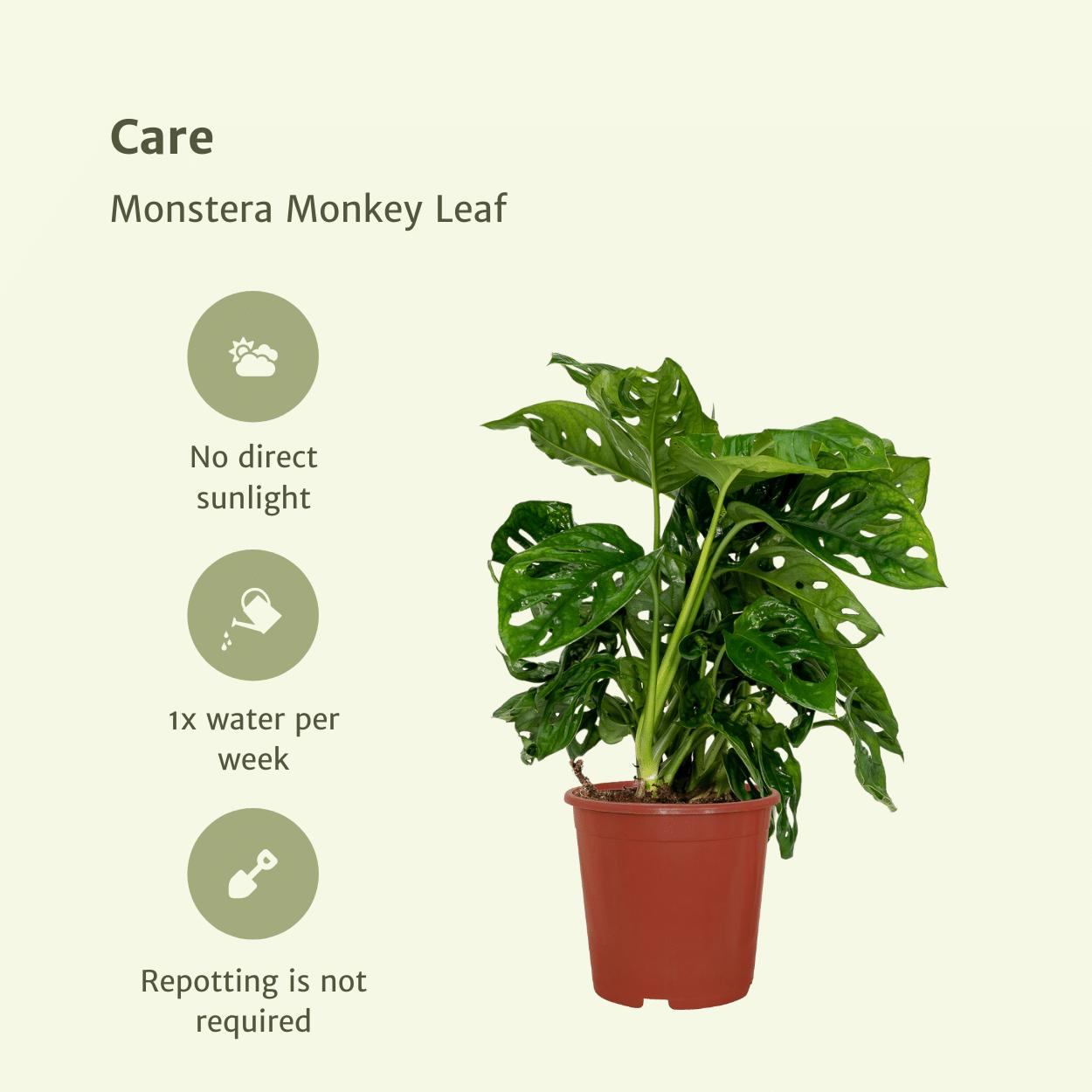 2x Monstera Monkey Leaf  - Gatenplant - 30cm - ø12