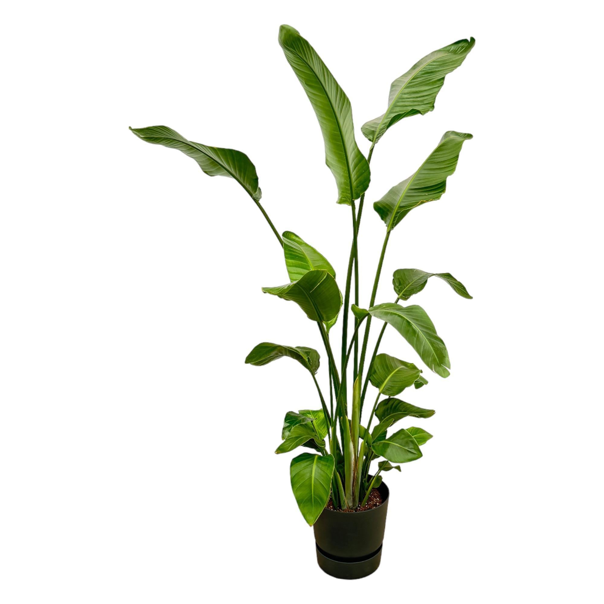 Strelitzia Nicolai inclusief elho Greenville Round zwart - 180 cm - Ø30