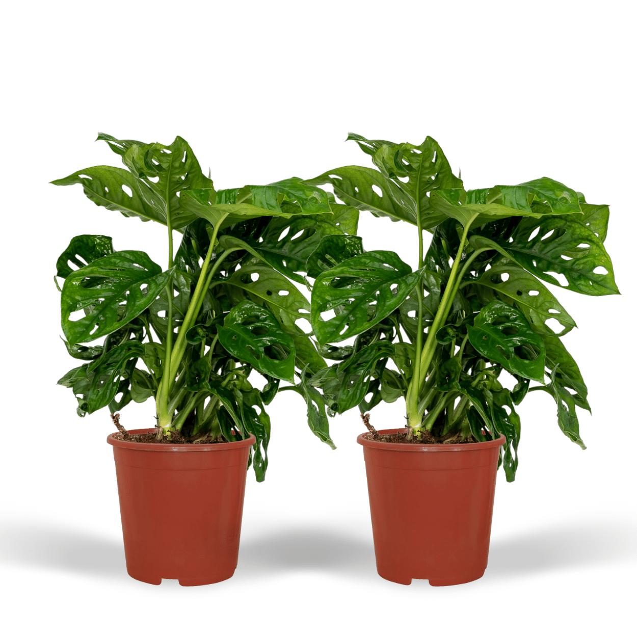 2x Monstera Monkey Leaf  - Gatenplant - 30cm - ø12