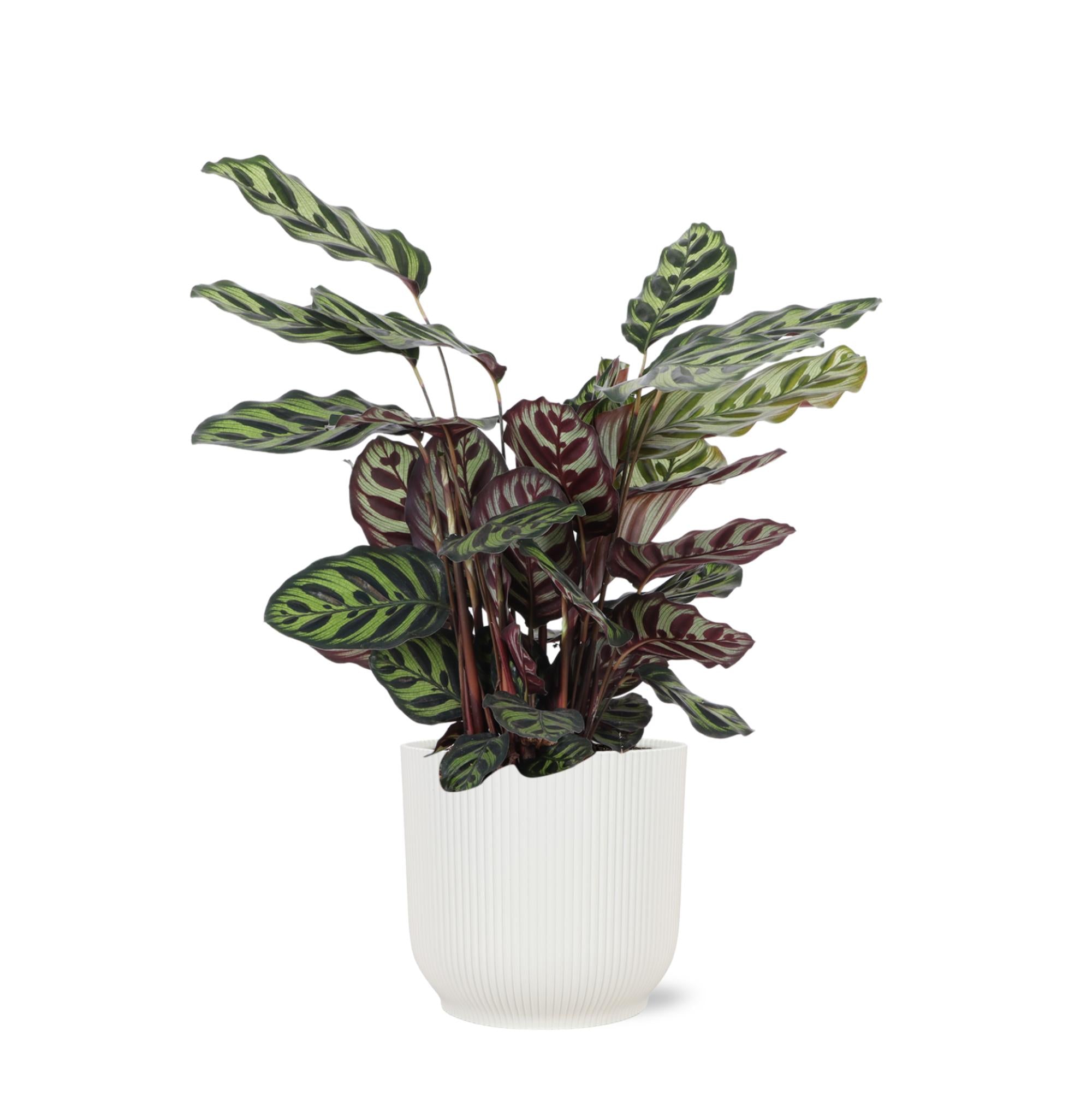 Calathea Makoyana Ø21cm - ↕70cm in Vibes WIT pot