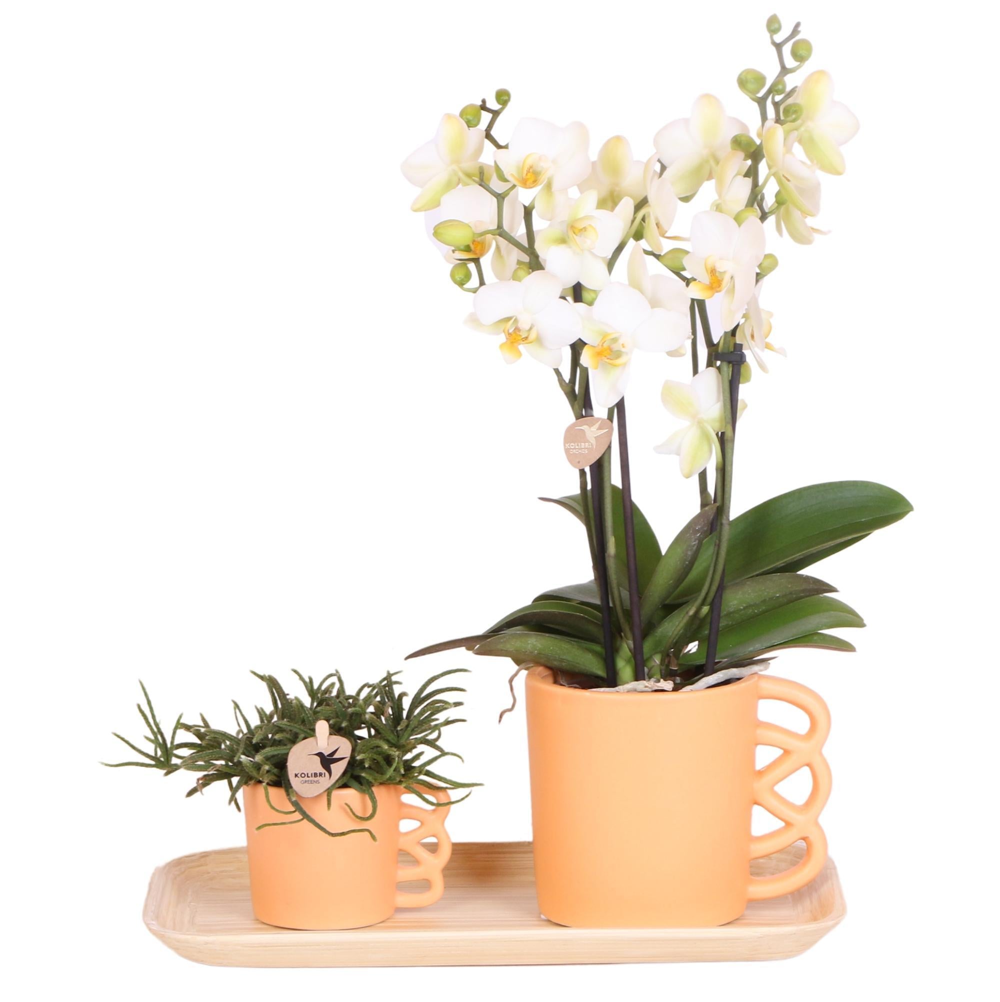 Kolibri Orchids | Plantenset Optimisme peach small| Groene planten met witte Phalaenopsis orchidee in Optimism peach sierpotten en bamboe dienblad