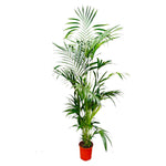 Kentia Palm - 200 cm - ø27
