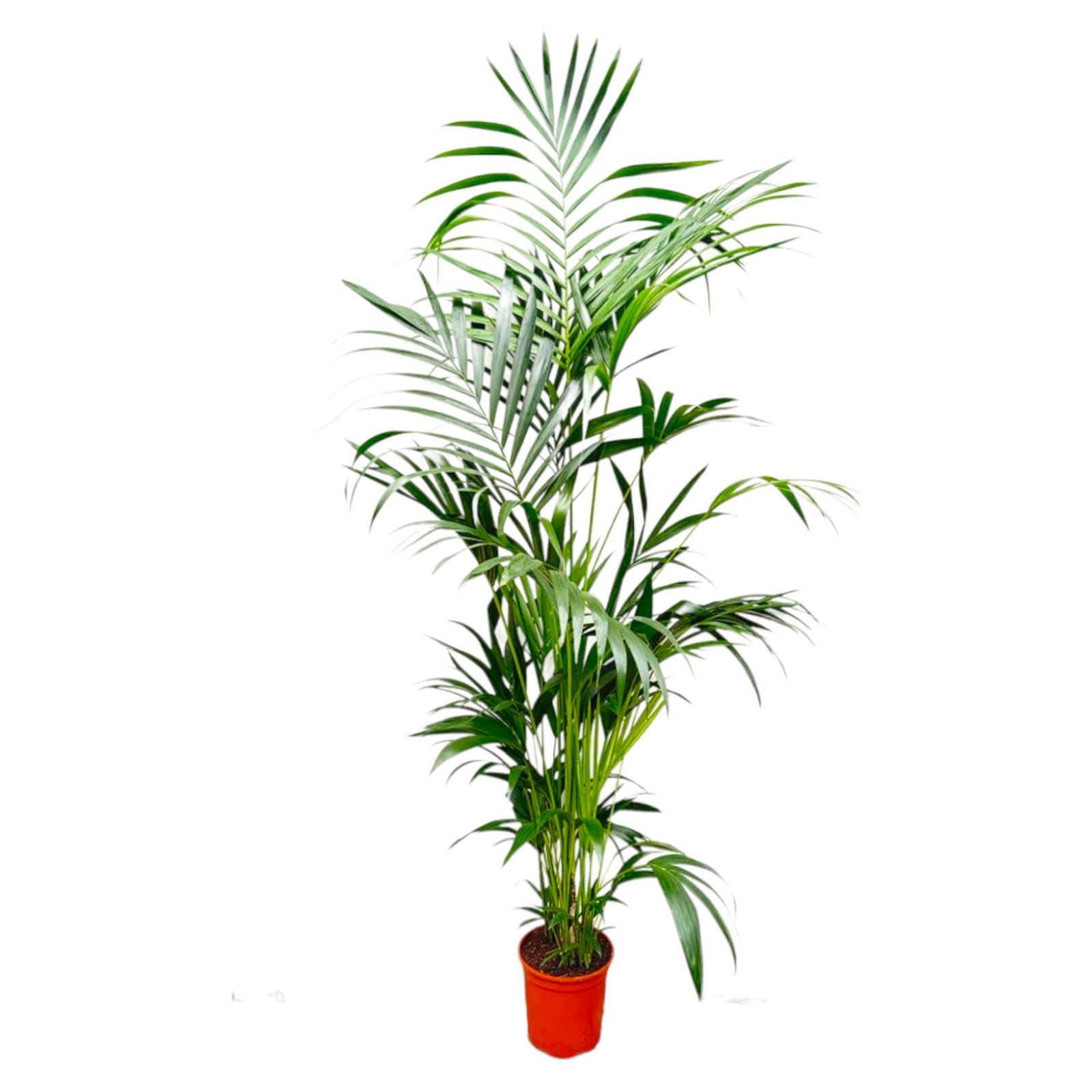 Kentia Palm - 200 cm - ø27