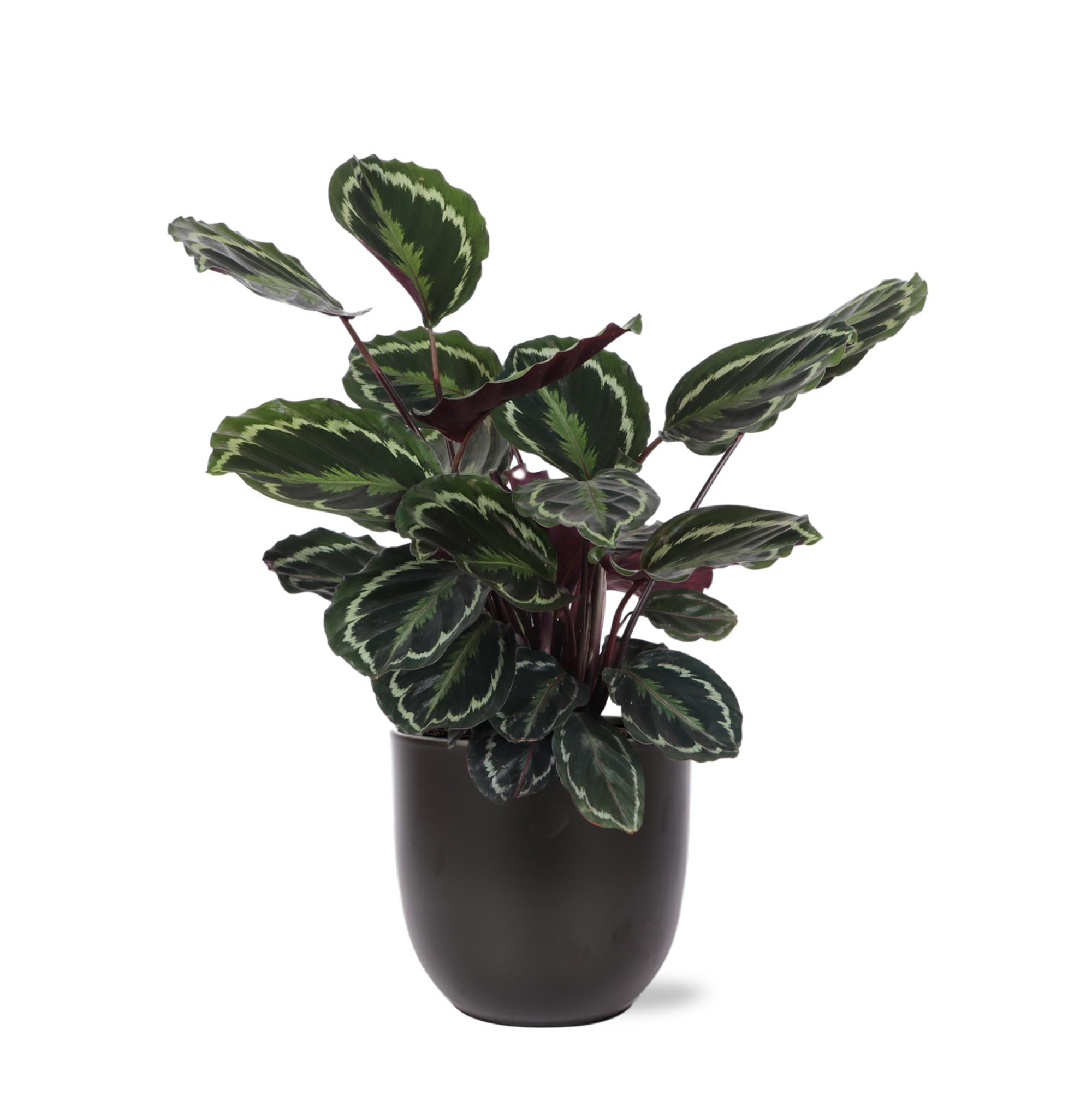 Calathea Medaillon Ø21cm - ↕70cm in Boule ANTRACIET