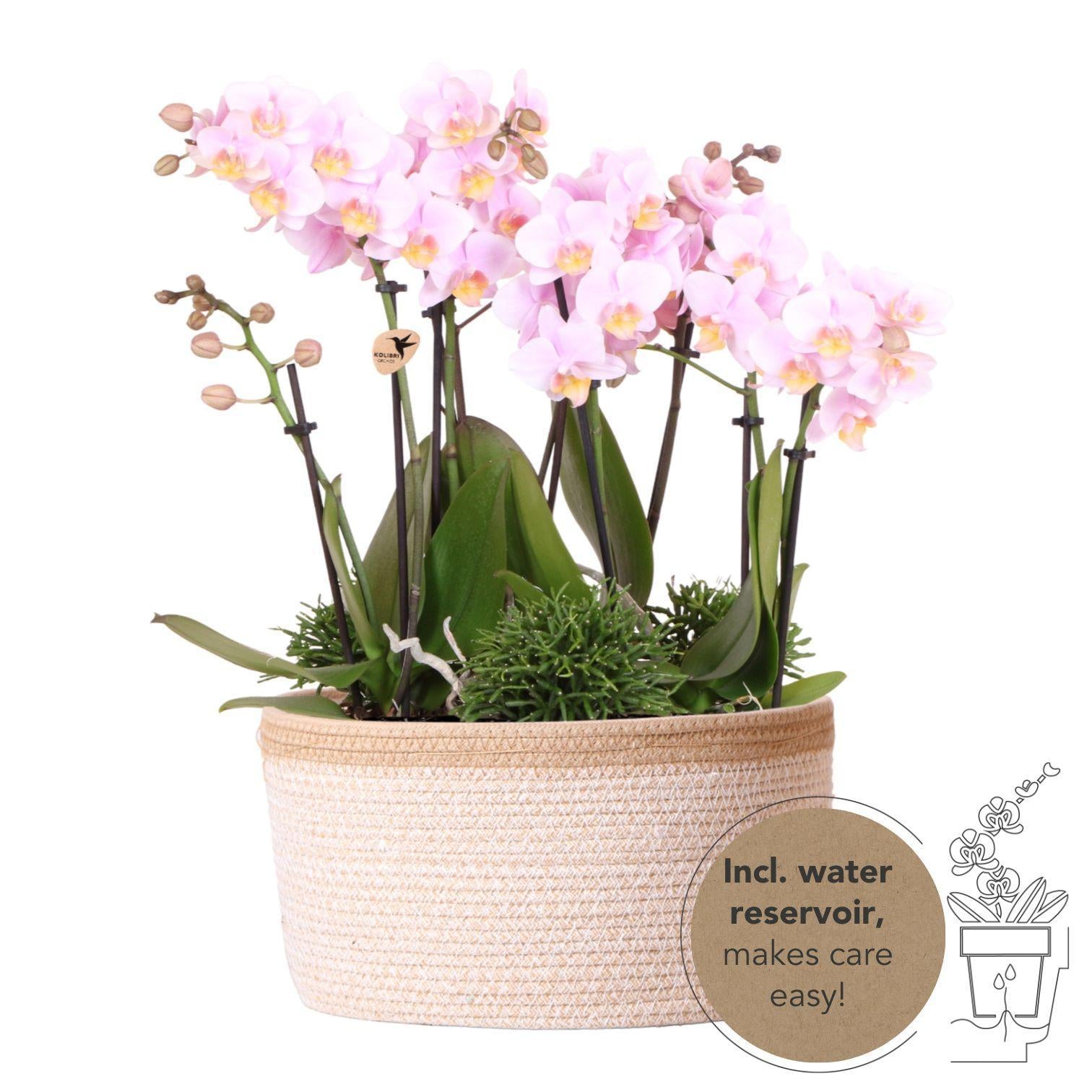 Kolibri Orchids | roze plantenset in Cotton Basket incl. waterreservoir | drie roze orchideeën Andorra 9cm en drie groene planten Rhipsalis | Jungle Bouquet roze met zelfvoorzienend waterreservoir